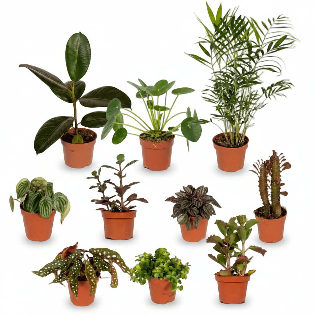 Box neobyčejných rostlin – Ø12cm – x10 - Verdeia - 1