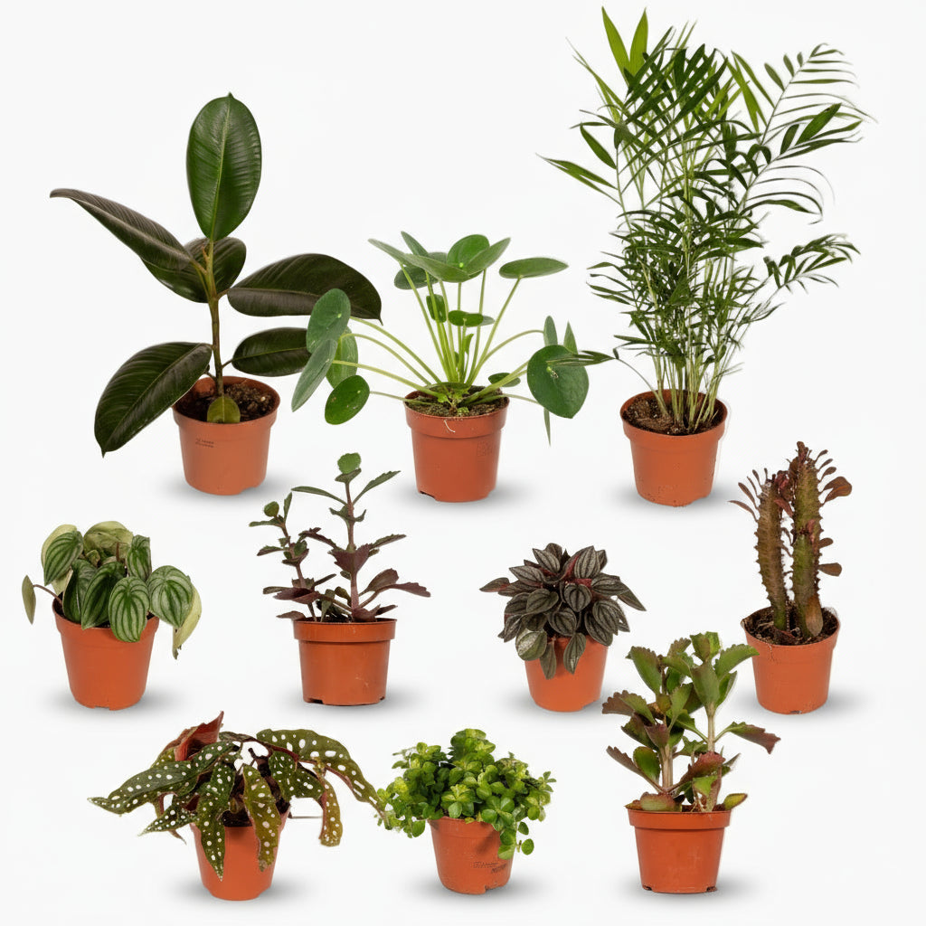 Caja de Plantas Fuera de lo Común – Ø12cm – x10 - Verdeia - 1