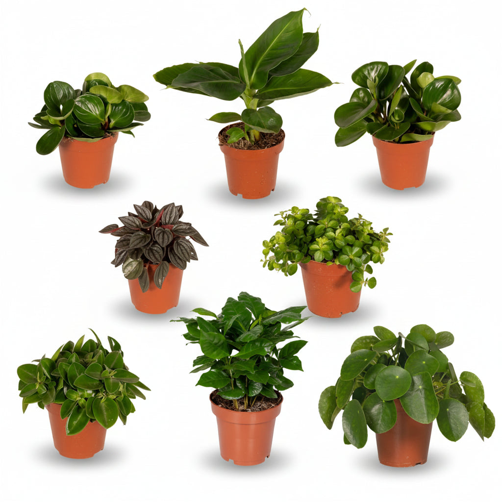 Caja Sorpresa de Plantas de Interior – Set de 8 variedades (D12 x A25 cm) - Verdeia - 1