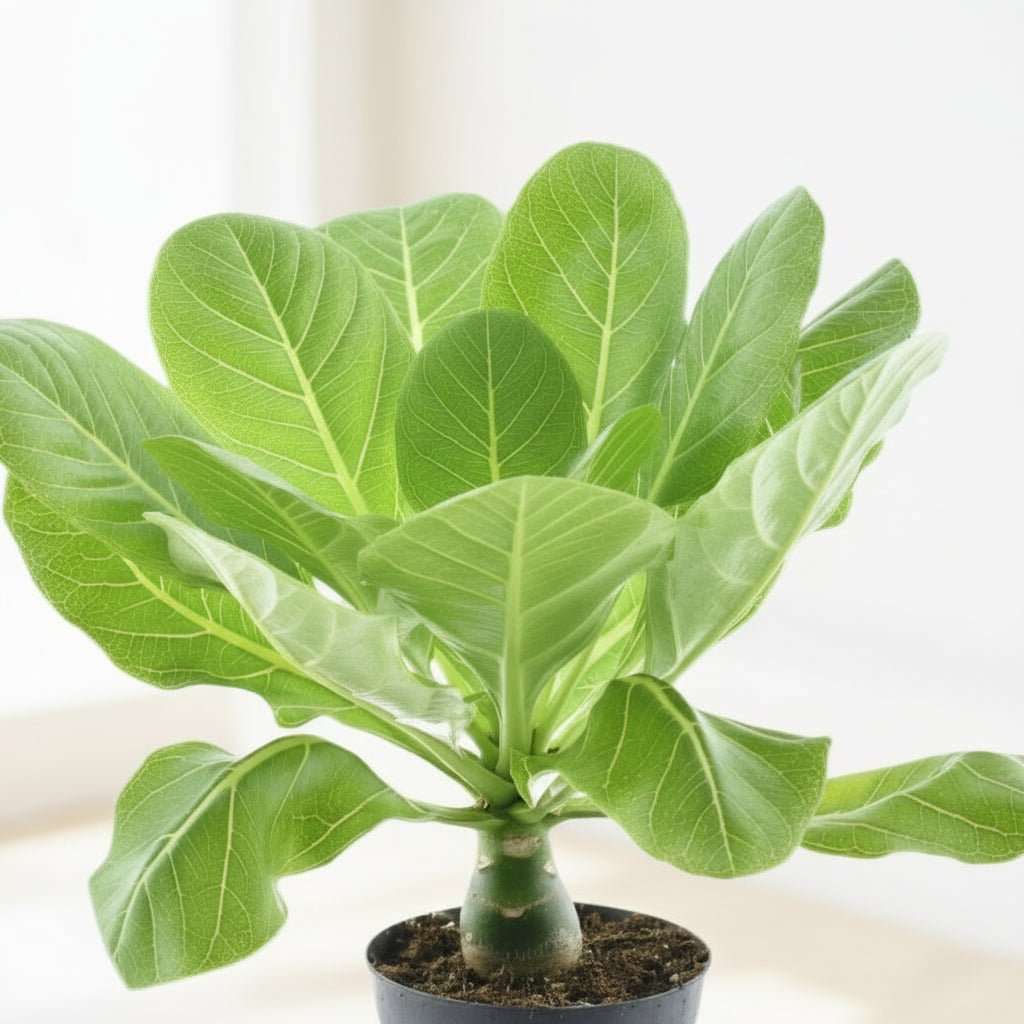 Brighamia insignis ‘Palma de Hawái’ — Ø12 cm — H37 cm - Verdeia - 2