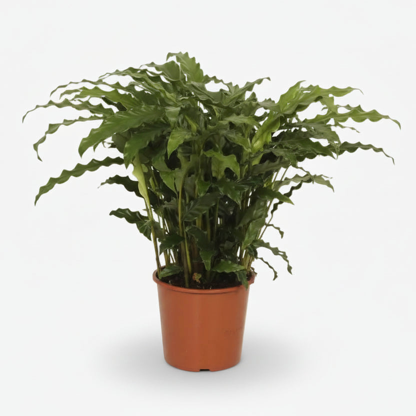 Calathea Bluegrass sobre fondo blanco