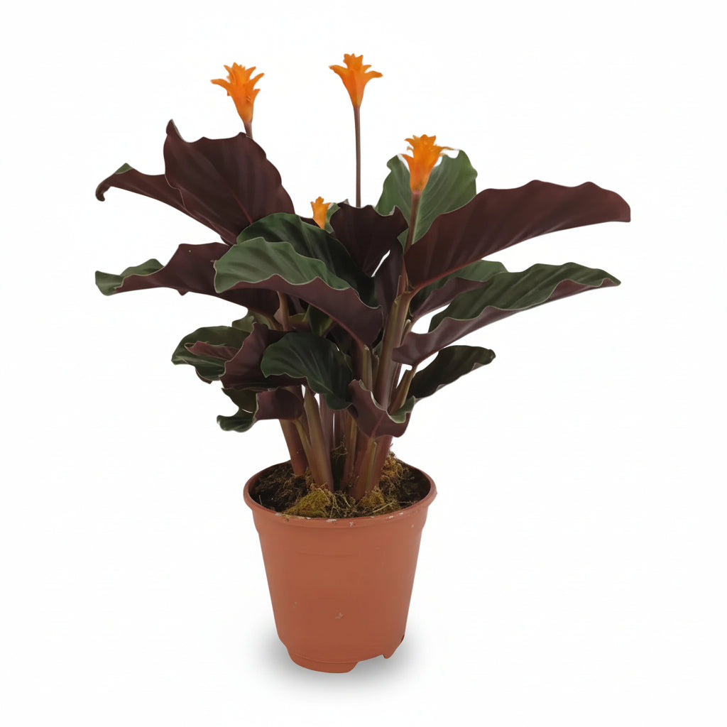 Calathea Crocata — Ø14 cm — H40 cm - Verdeia - 1