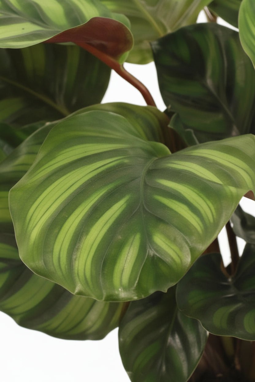 Grande plano das folhas da Calathea Fasciata