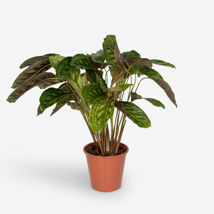 Calathea Flamestar — Planta pavo real en su maceta marrón sobre fondo blanco