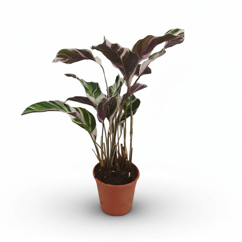 Calathea Fusion White Basic — Ø14 cm — H40 cm - Verdeia - 1