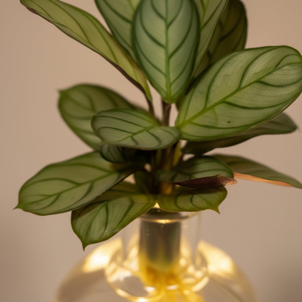 Calathea idroponica in vetro Samoa con LED – D12 x H10 cm - Verdeia - 2