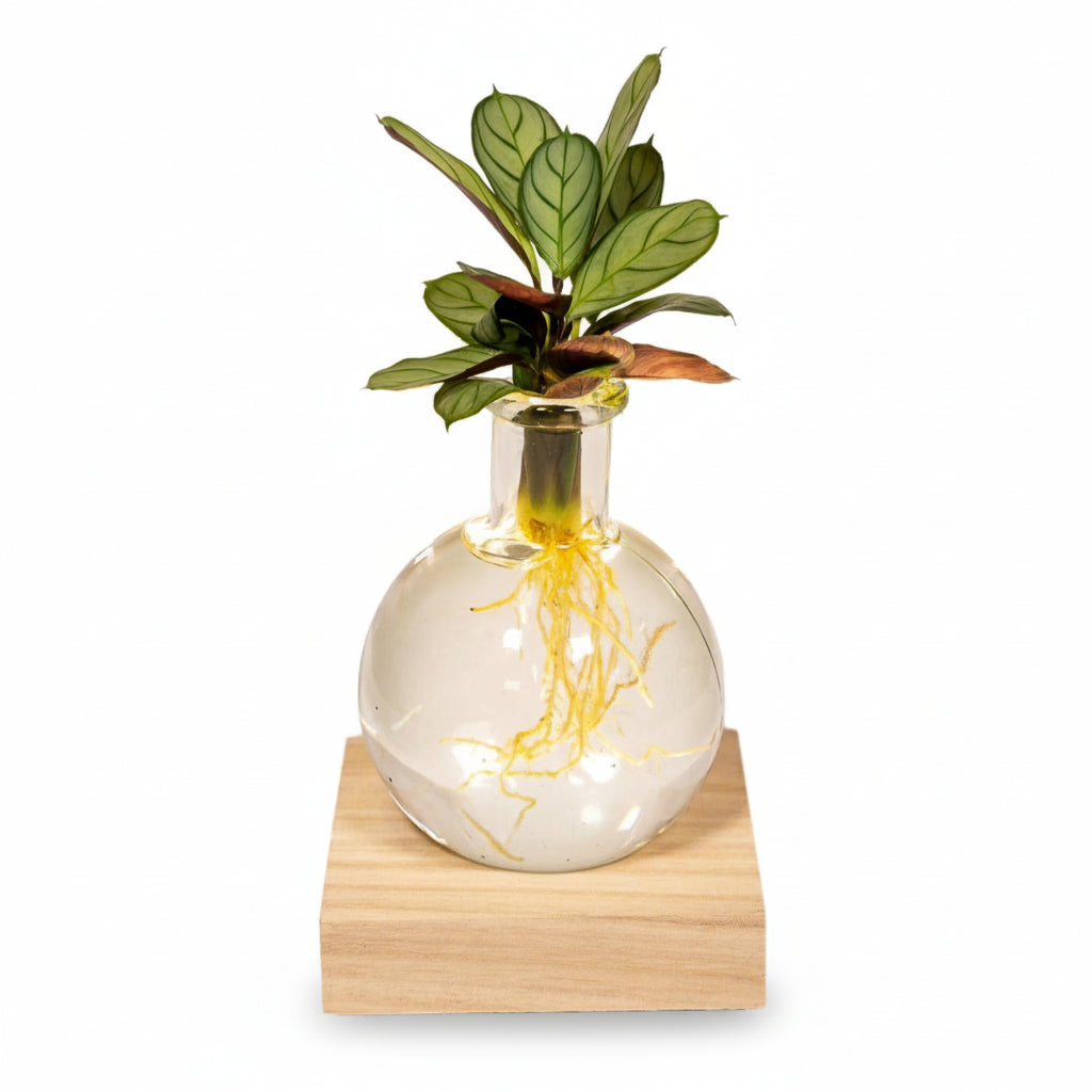Samoa glass hydroponic Calathea with LED – D12 x H10 cm - Verdeia - 1