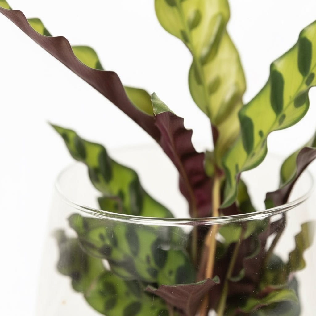 Calathea Insignis – Plante Paon en Kingston Glas – Ø12cm – ↕30cm - Verdeia