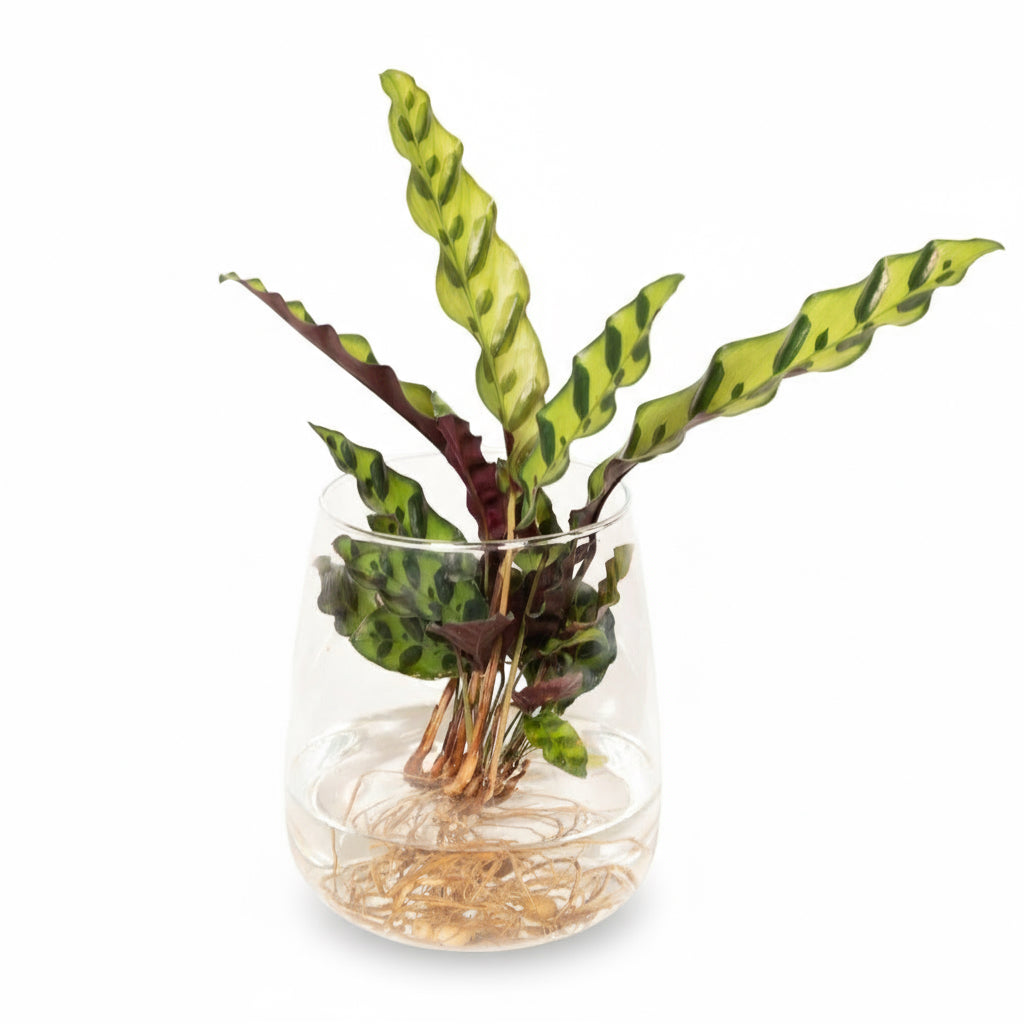 Calathea Insignis – Planta Pavo Real en Maceta Kingston Glas – D12 x A30 cm - Verdeia - 1