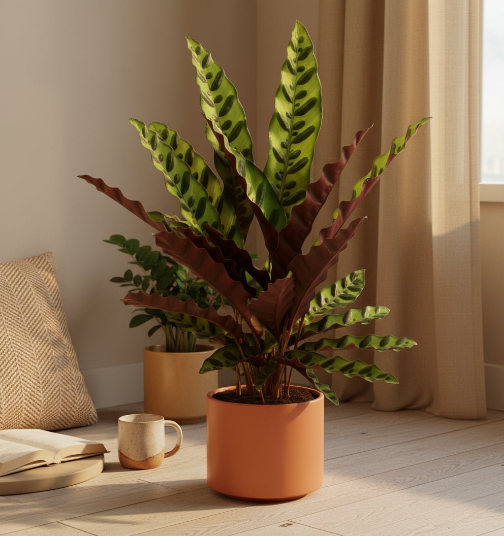 Calathea Lancifolia &