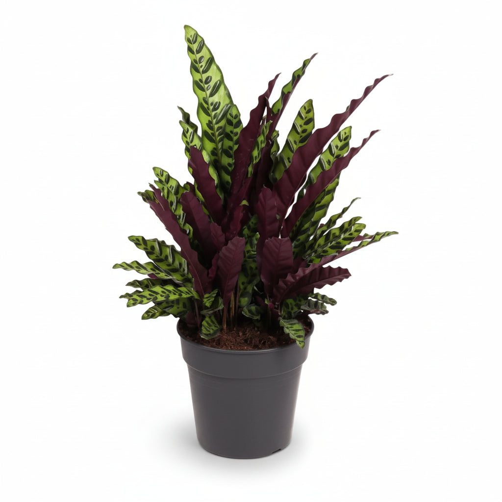 Calathea Lancifolia &