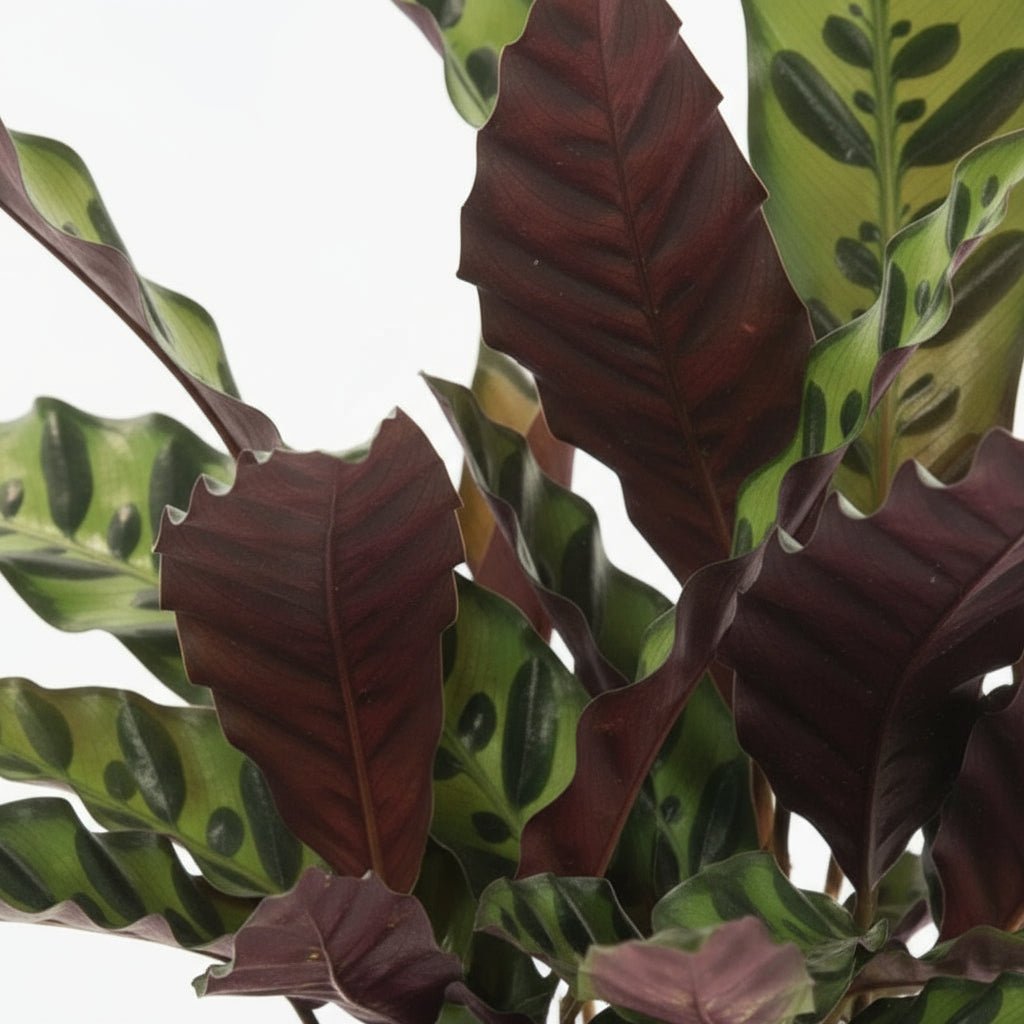 Calathea lancifolia ‘Insignis’ - Verdeia
