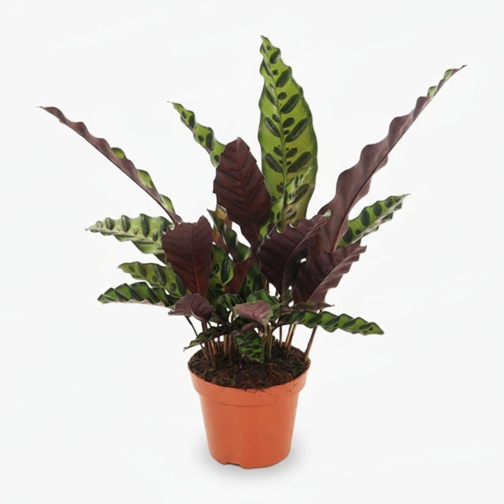 Calathea lancifolia ‘Insignis’ - Verdeia