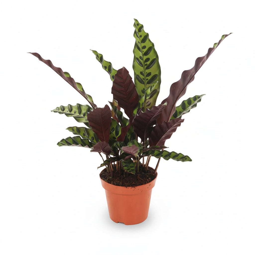 Calathea Lancifolia &