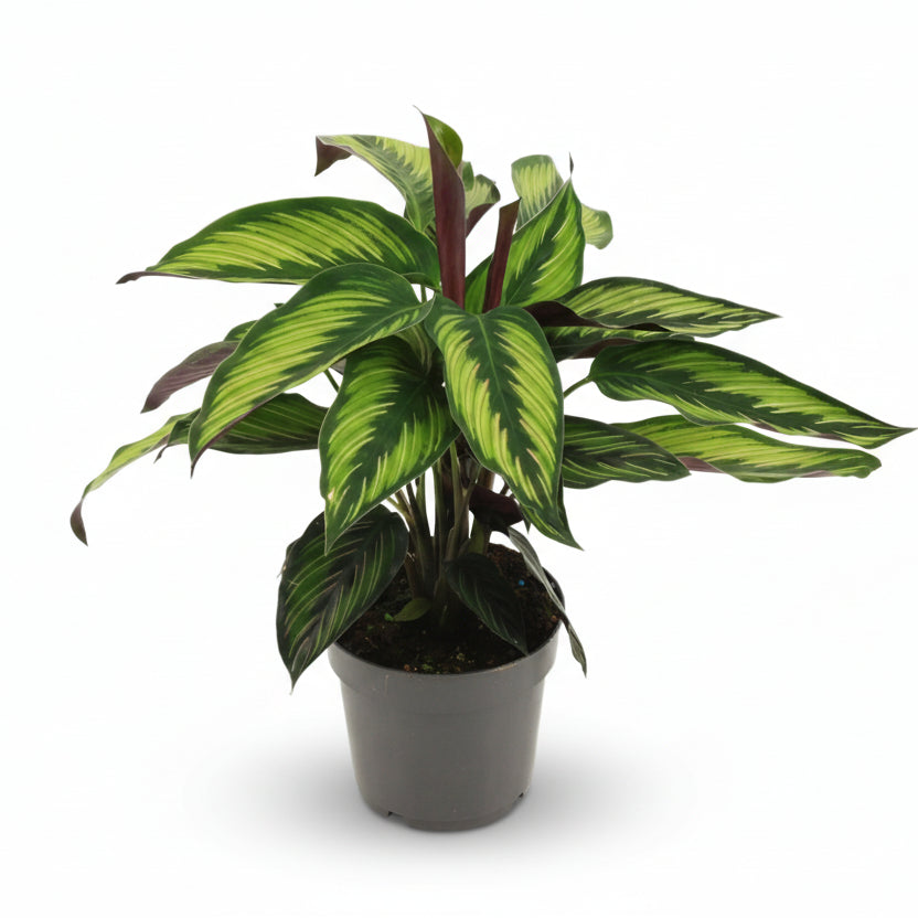 Calathea Majestica &