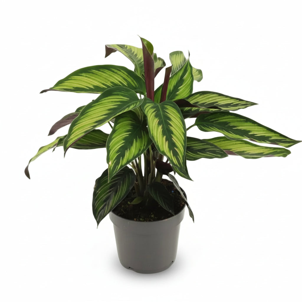 Calathea Majestica &