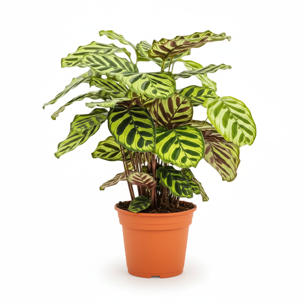 Calathea Makoyana – Planta pavo real tropical - Verdeia - 4