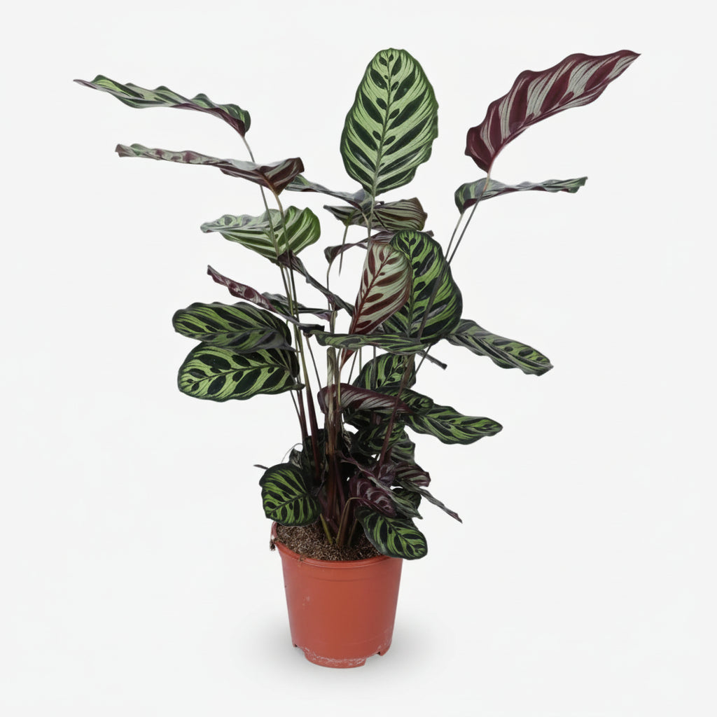Calathea Makoyana – Planta paó tropical - Verdeia - 1