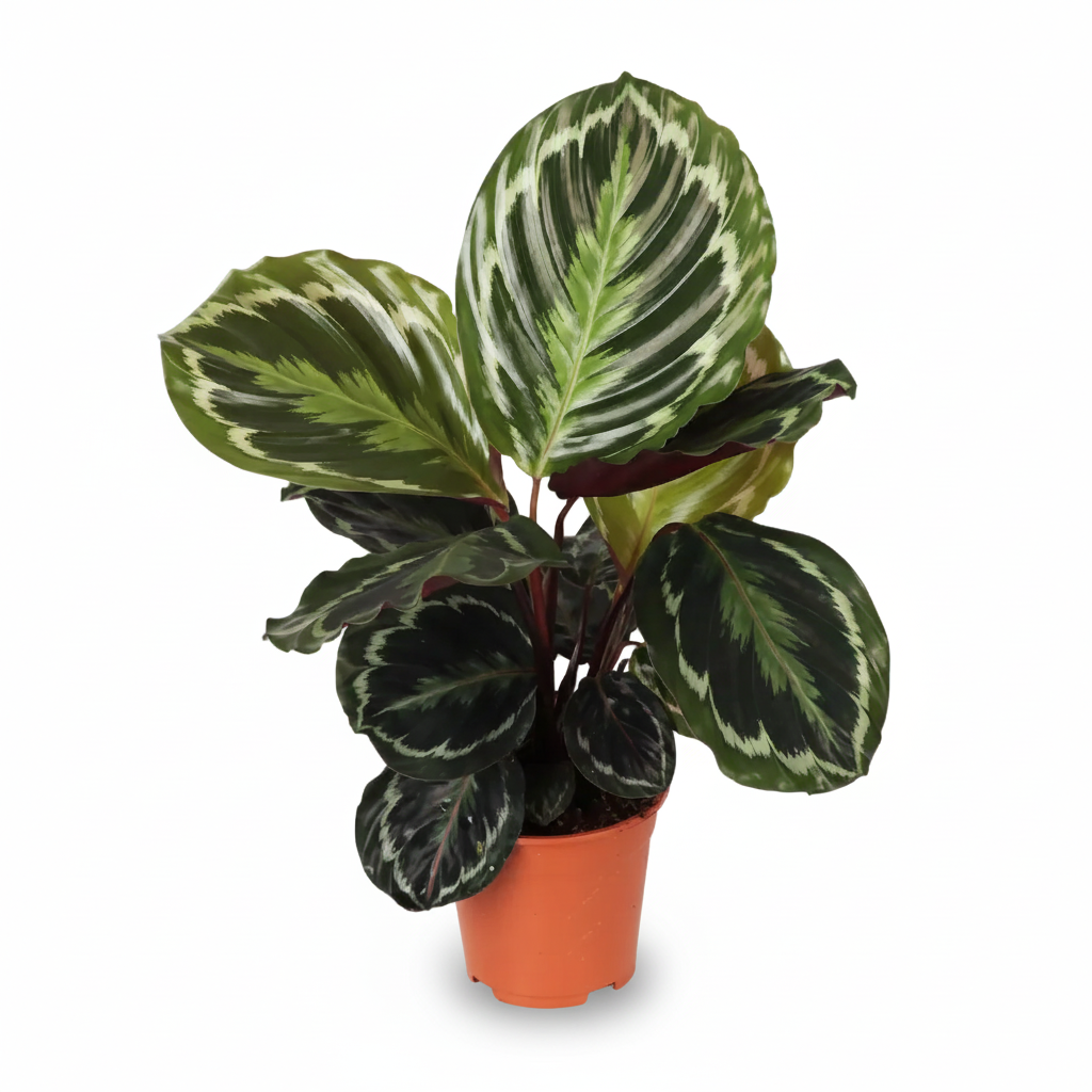 Calathea Medallion — Paon rostlina - Verdeia - 1