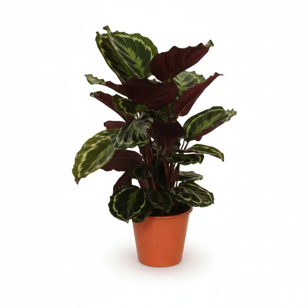 Calathea Medallion — Paon rostlina - Verdeia - 7