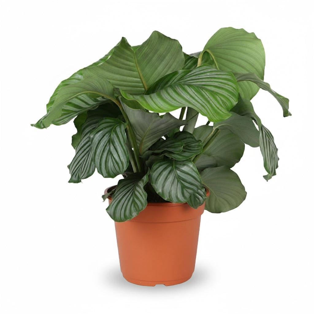 Calathea orbifolia – Plante paon tropicale - Verdeia