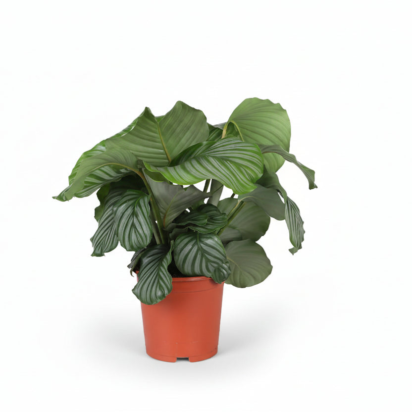 Calathea Orbifolia — Plante paon tropicale - Verdeia - 6
