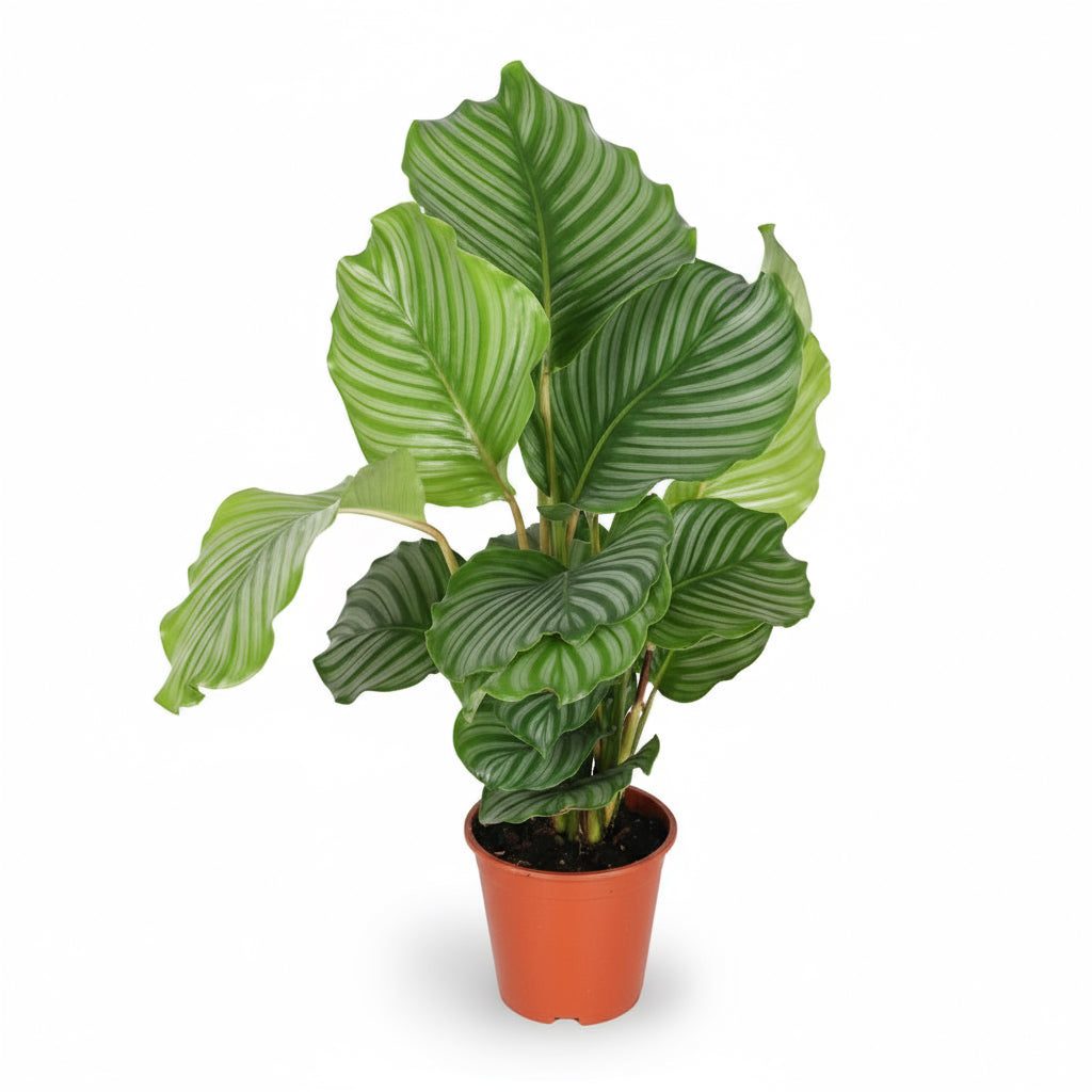 Calathea orbifolia – Plante paon tropicale - Verdeia