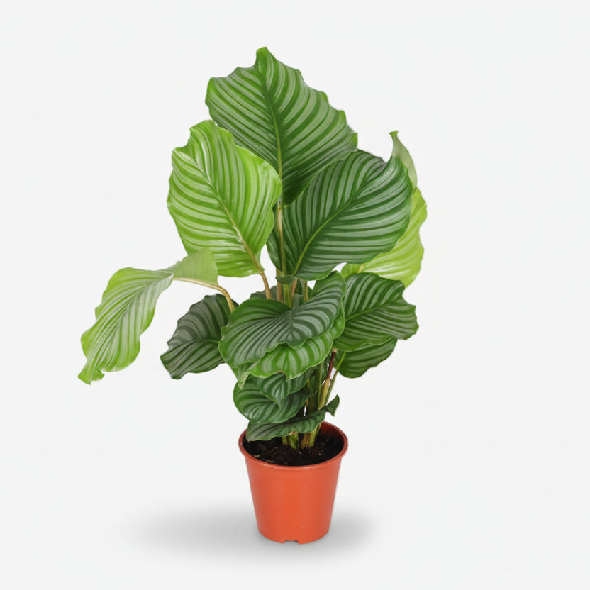 Calathea Orbifolia — Planta paó tropical - Verdeia - 5