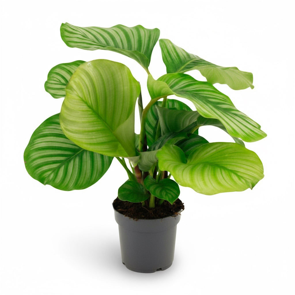Calathea orbifolia – Plante paon tropicale - Verdeia