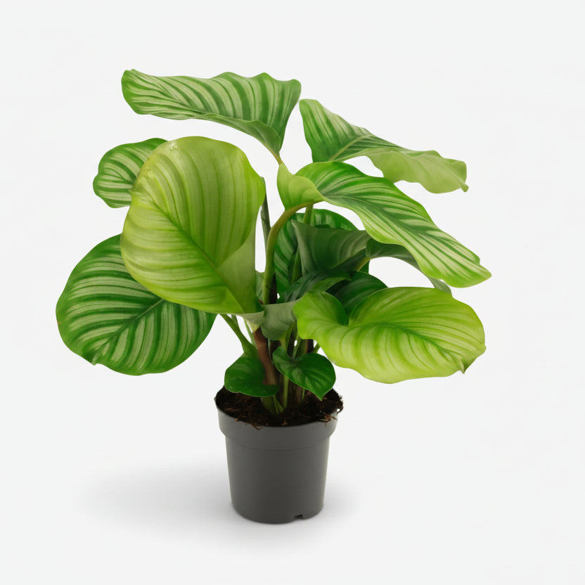Calathea Orbifolia — Planta paó tropical - Verdeia - 1