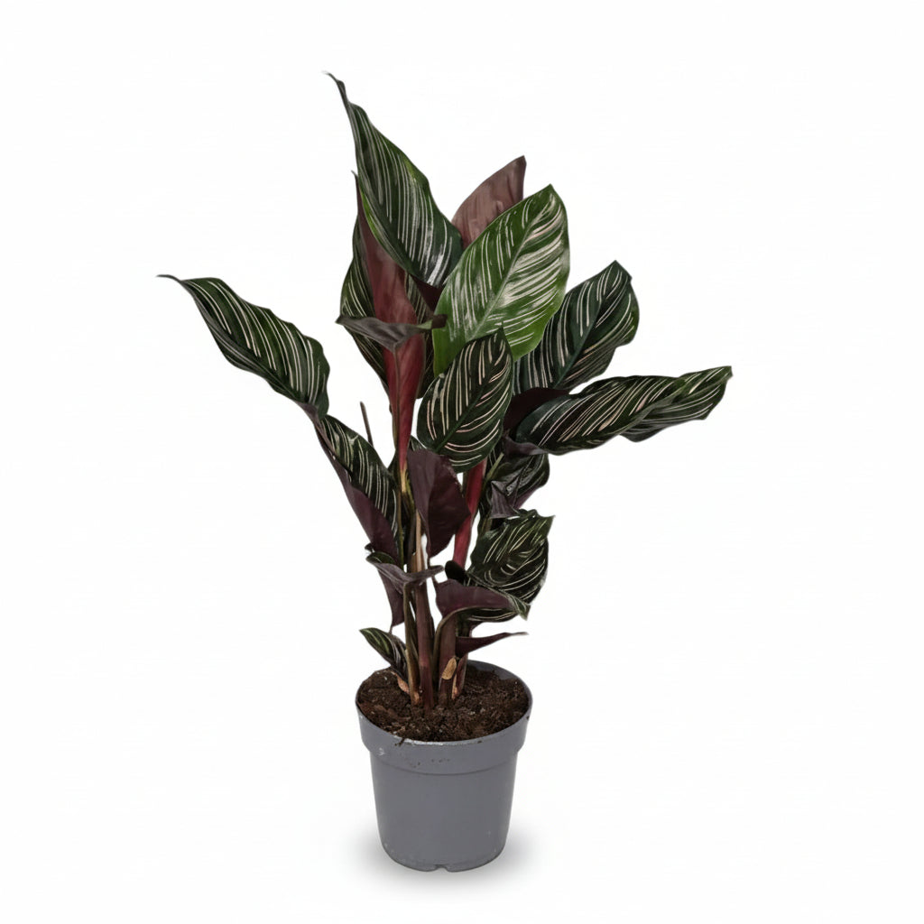 Calathea Ornata — Ø14 cm — H50 cm - Verdeia - 1
