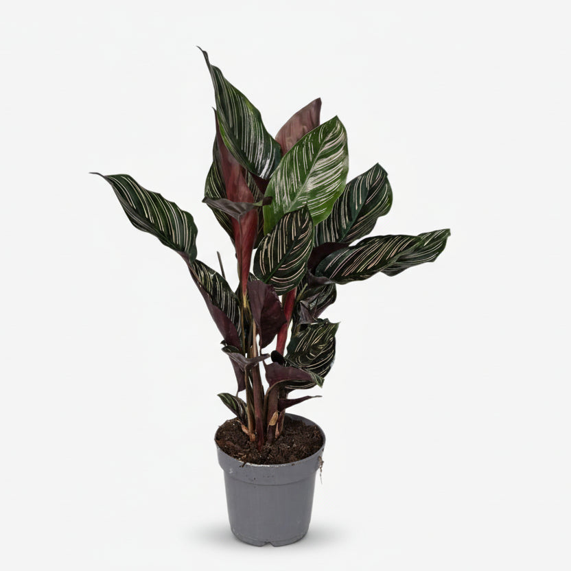 Calathea Ornata — Ø14 cm — H50 cm - Verdeia - 1
