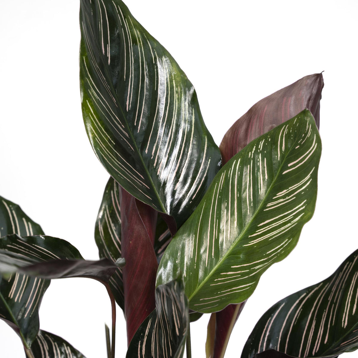 Calathea Ornata — Ø14 cm — H50 cm - Verdeia - 2