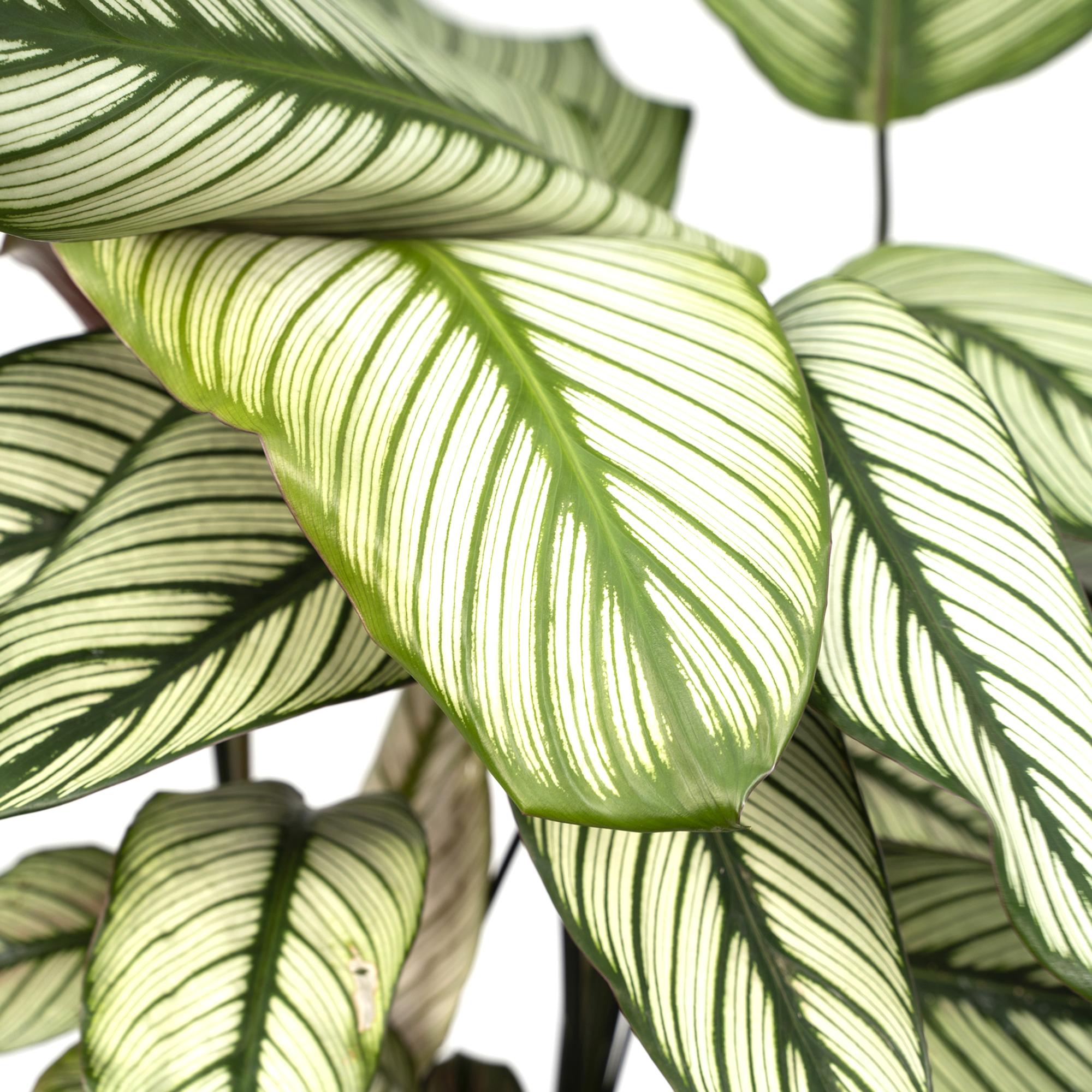 Calathea ornata &