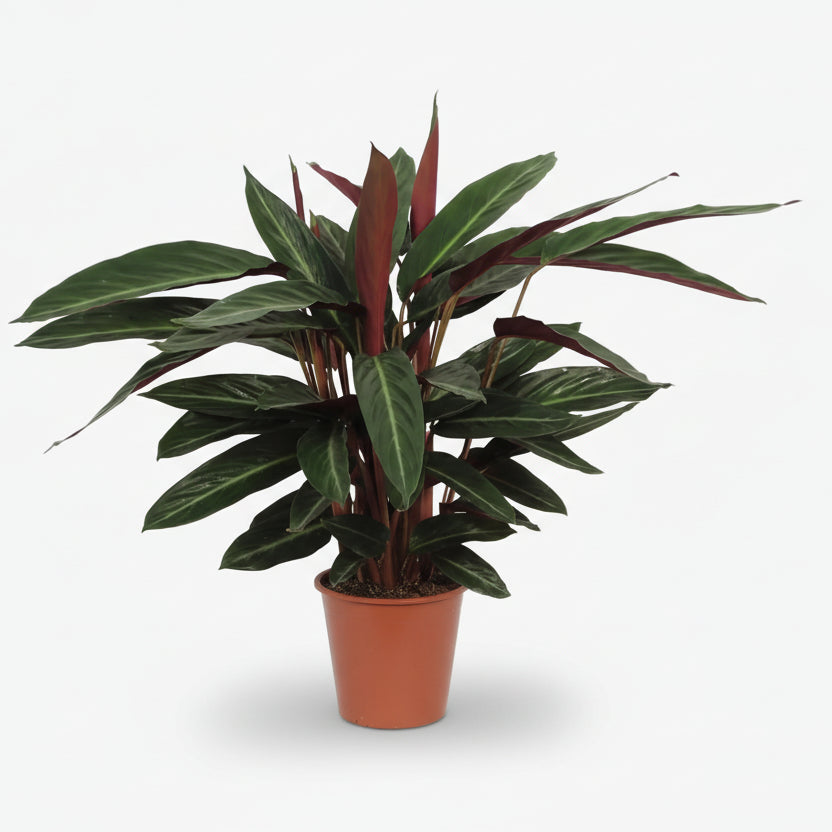 Calathea Stripestar — Ø17 cm — H65 cm - Verdeia - 1