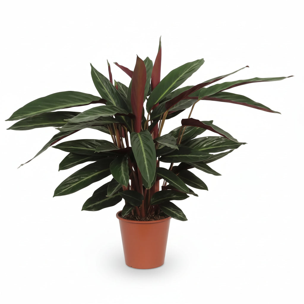 Calathea Stripestar — Ø17 cm — V65 cm - Verdeia - 1