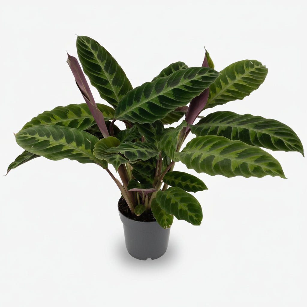 Calathea Warscewiczii (Plante paon veloutée) - Verdeia - 6