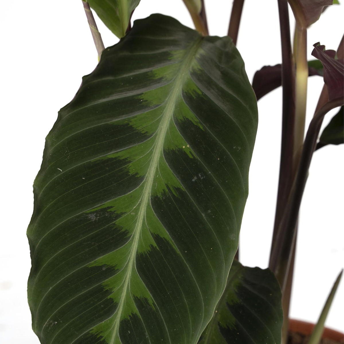 Calathea Warscewiczii — Fløjlsagtig påfugleplante — Ø19 cm — H70 cm - Verdeia - 2