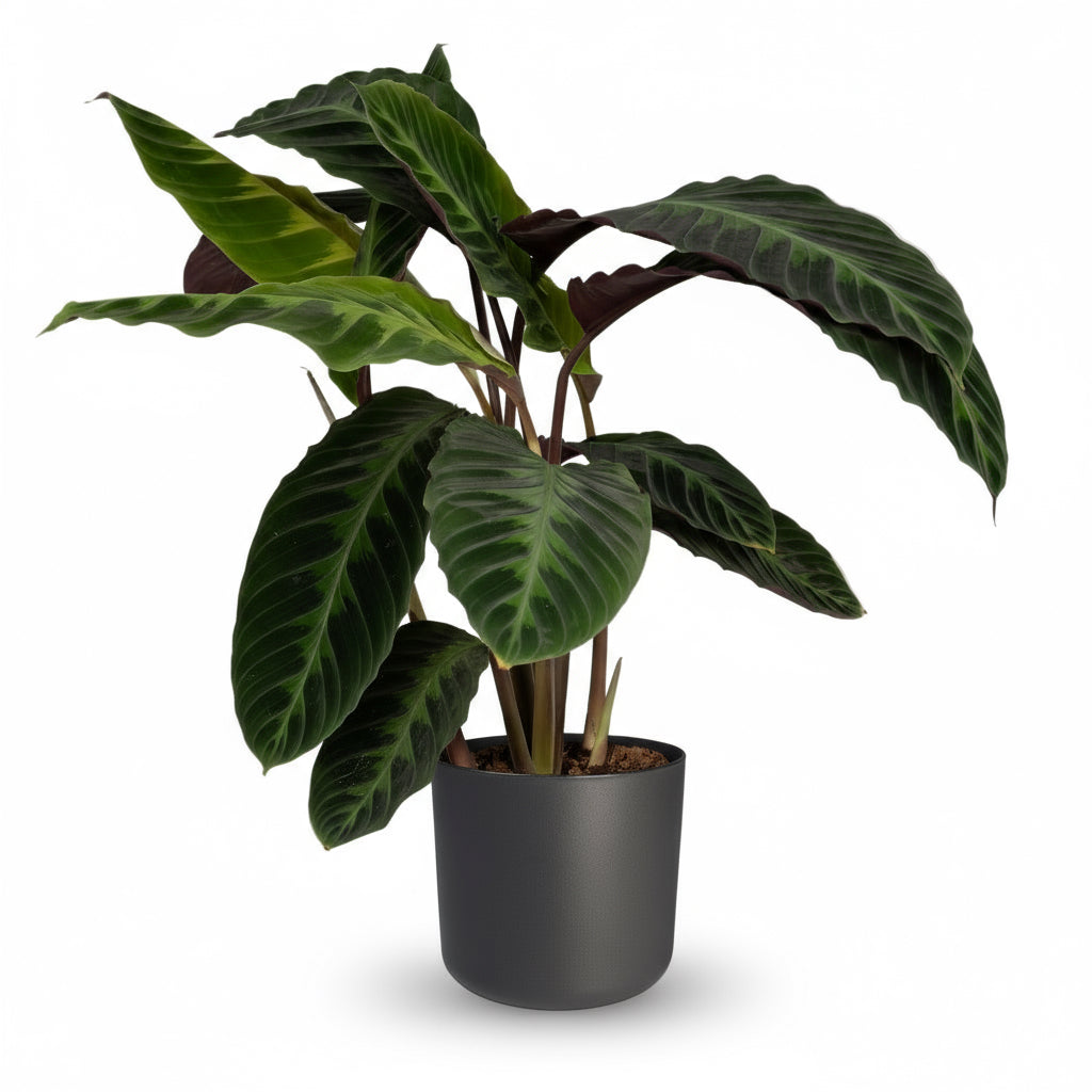 Calathea warscewiczii – Plante paon veloutée - Verdeia