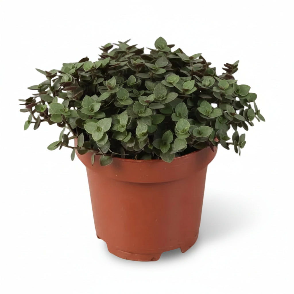 Callisia Repens — Ø12 cm — H17 cm - Verdeia - 1