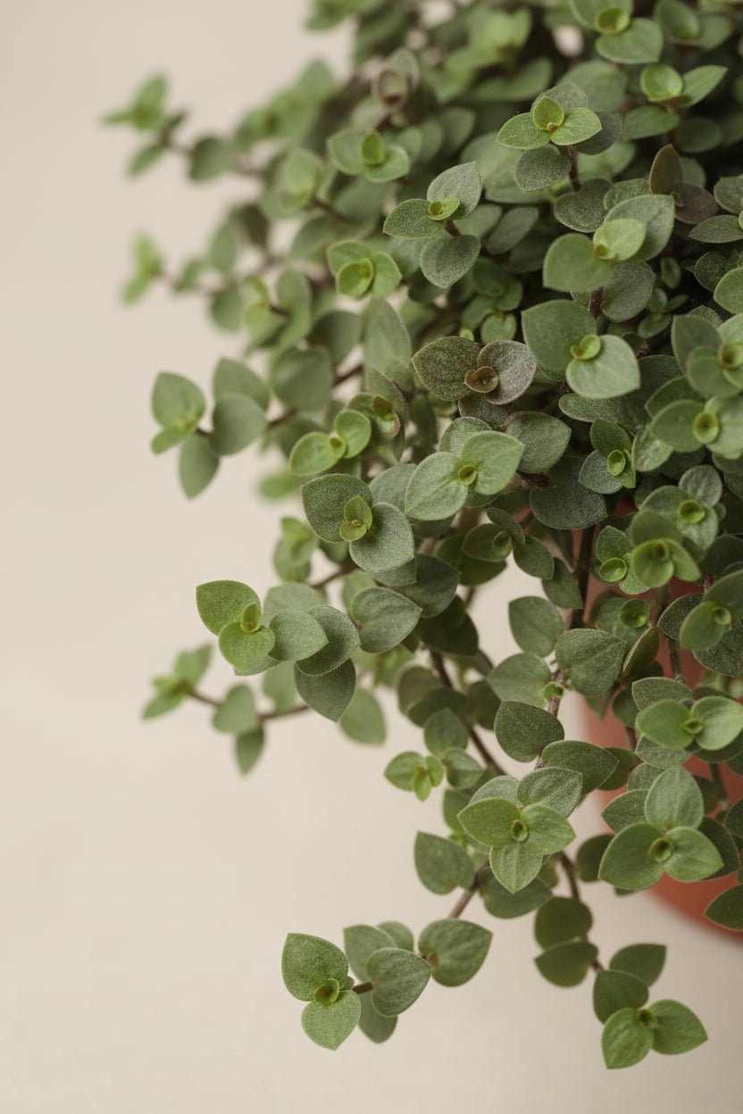 Callisia Repens — Ø12 cm — V17 cm - Verdeia - 2