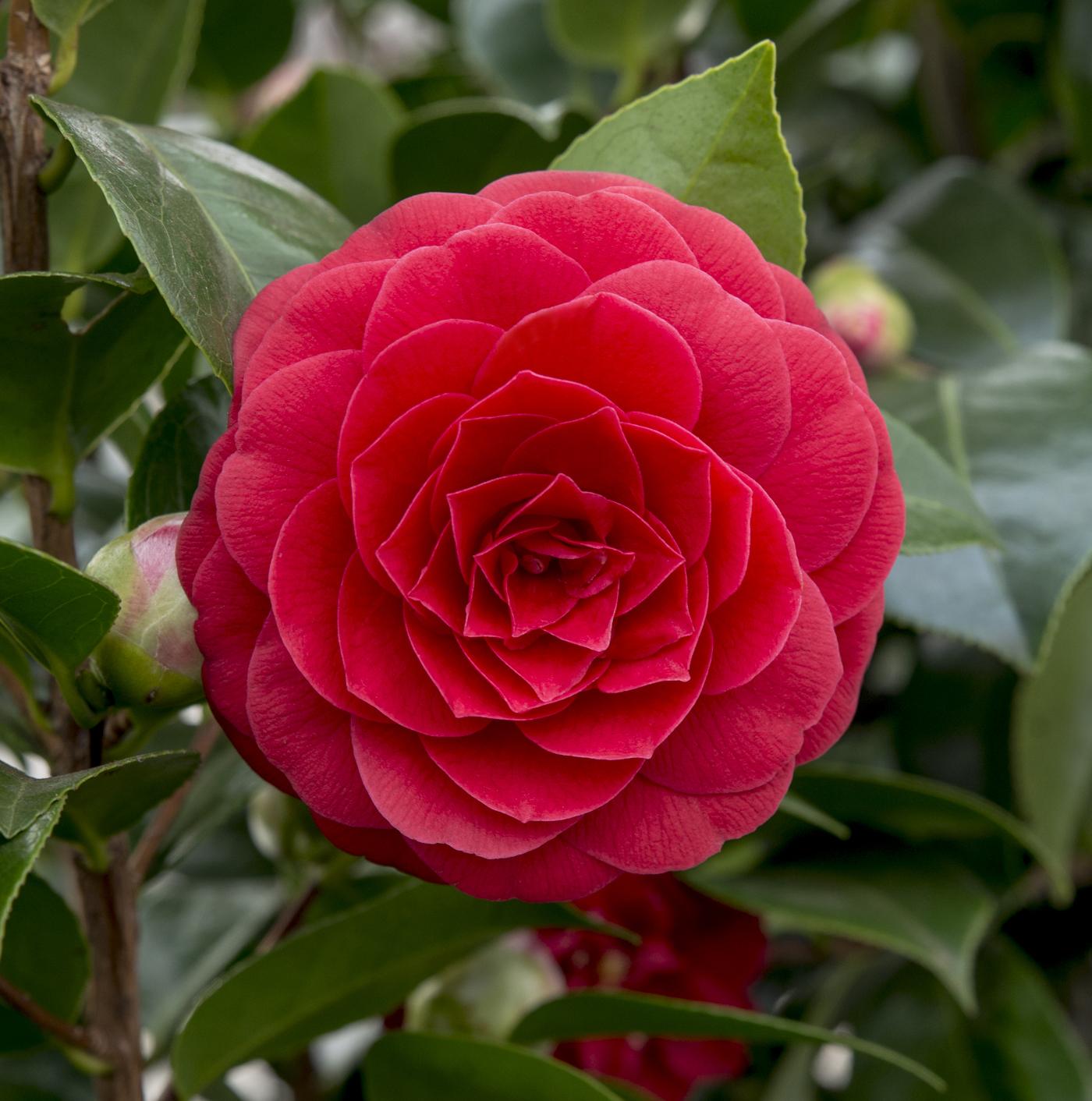 Camellia japonica ‘Black Lace’ – D19 x A65 cm - Verdeia - 1