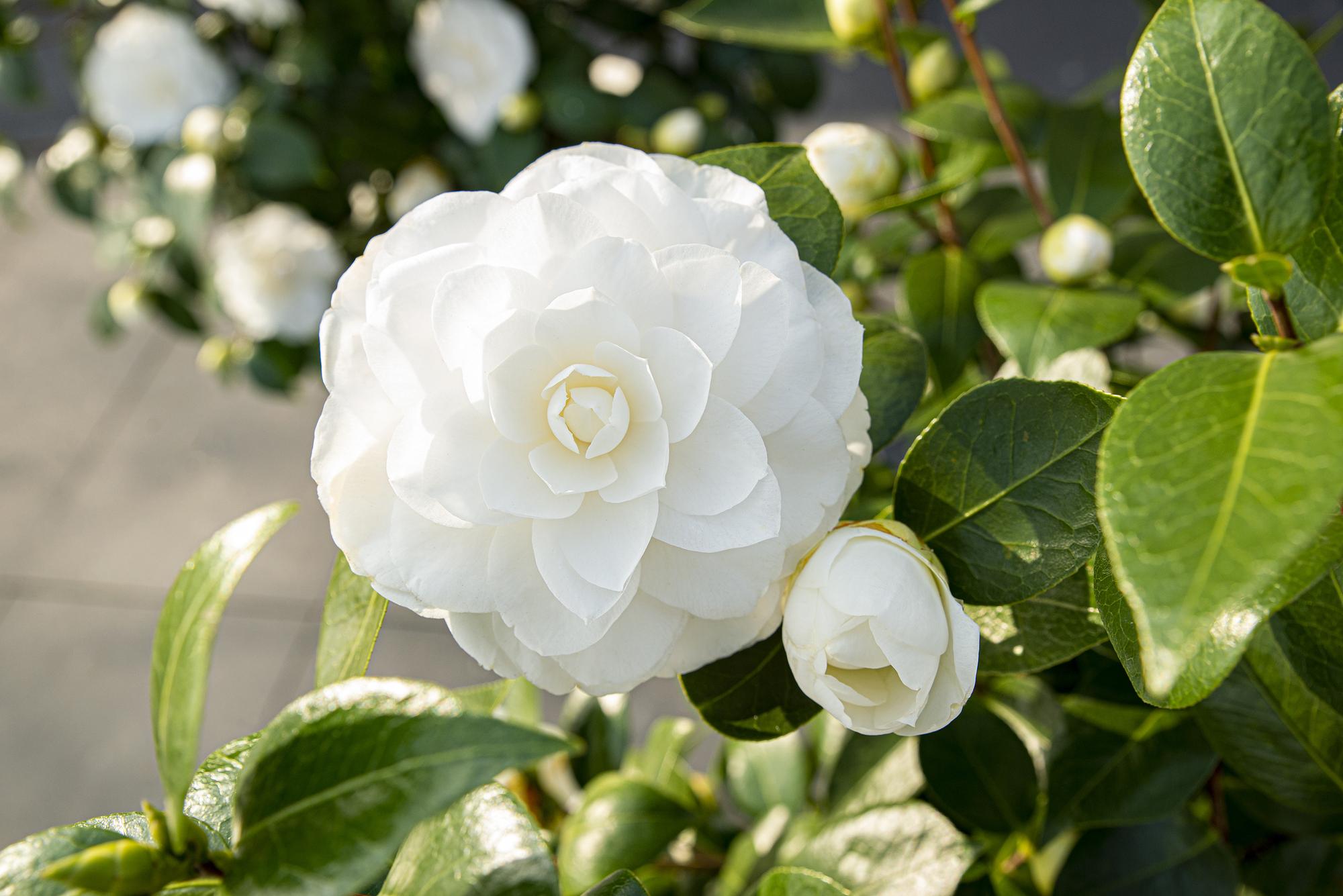 Camellia japonica ‘Nuccio’s Gem’ – Camelia blanca - D19 x H65 cm - Verdeia - 2
