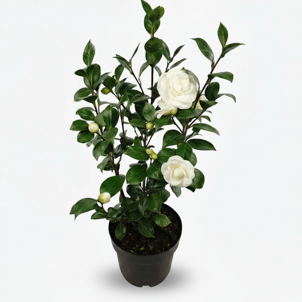 Camellia japonica ‘Nuccio’s Gem’ – Camélia blanc - Ø19cm - ↕65cm - Verdeia