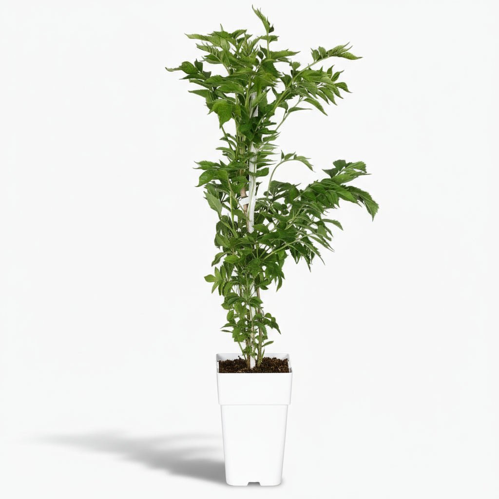 Campsis ‘Pink Panther’ — Bignonia rosa trompeta - Verdeia - 1