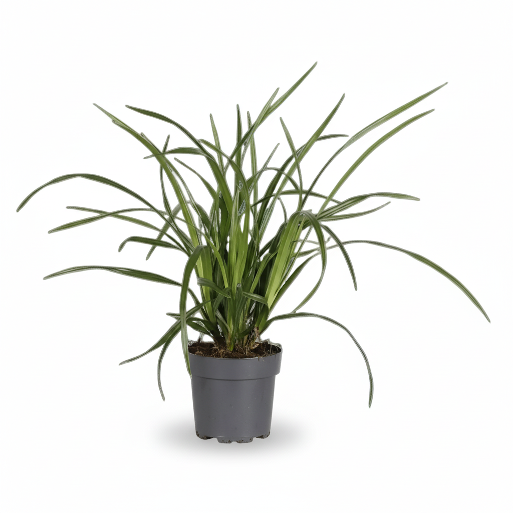 Carex ‘Irish Green’ – Herba ornamental perenne - Verdeia - 1
