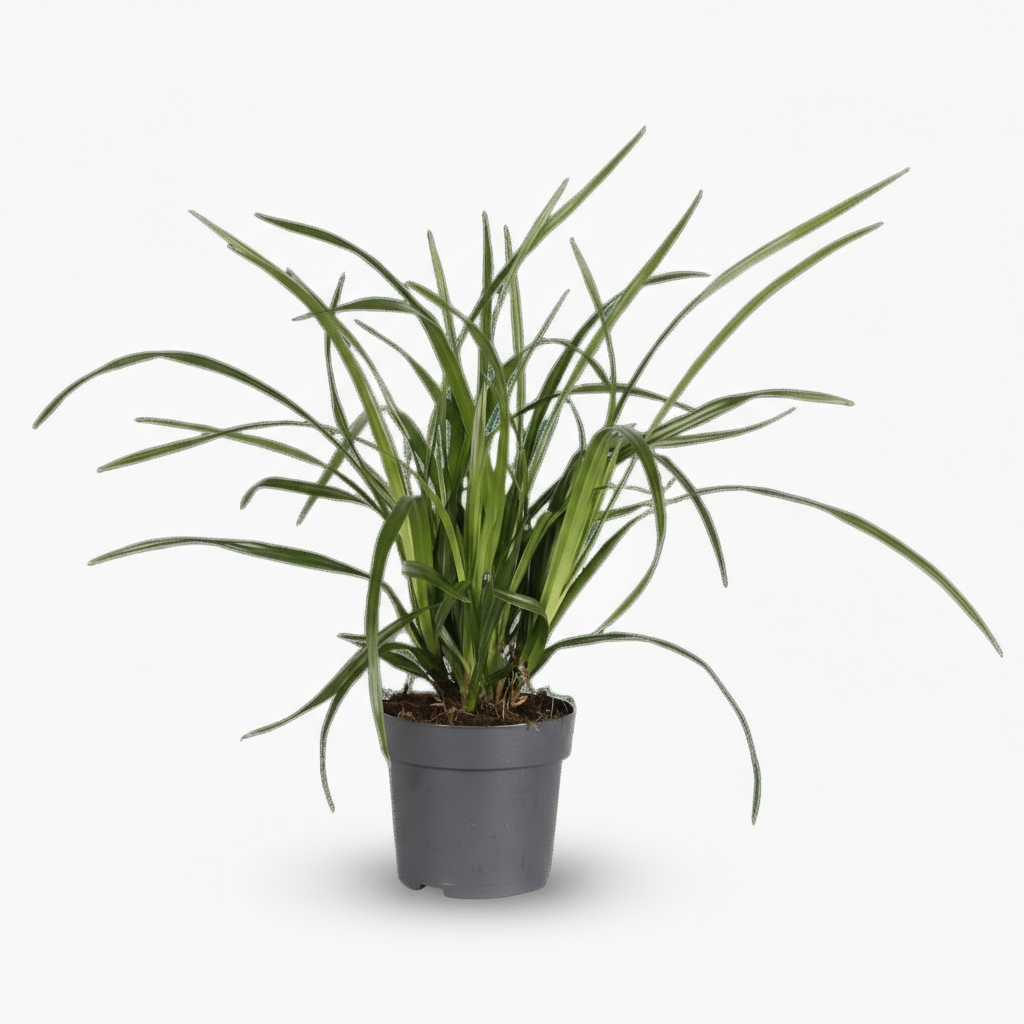 Carex ‘Irish Green’ – Hierba ornamental perenne - Verdeia - 1