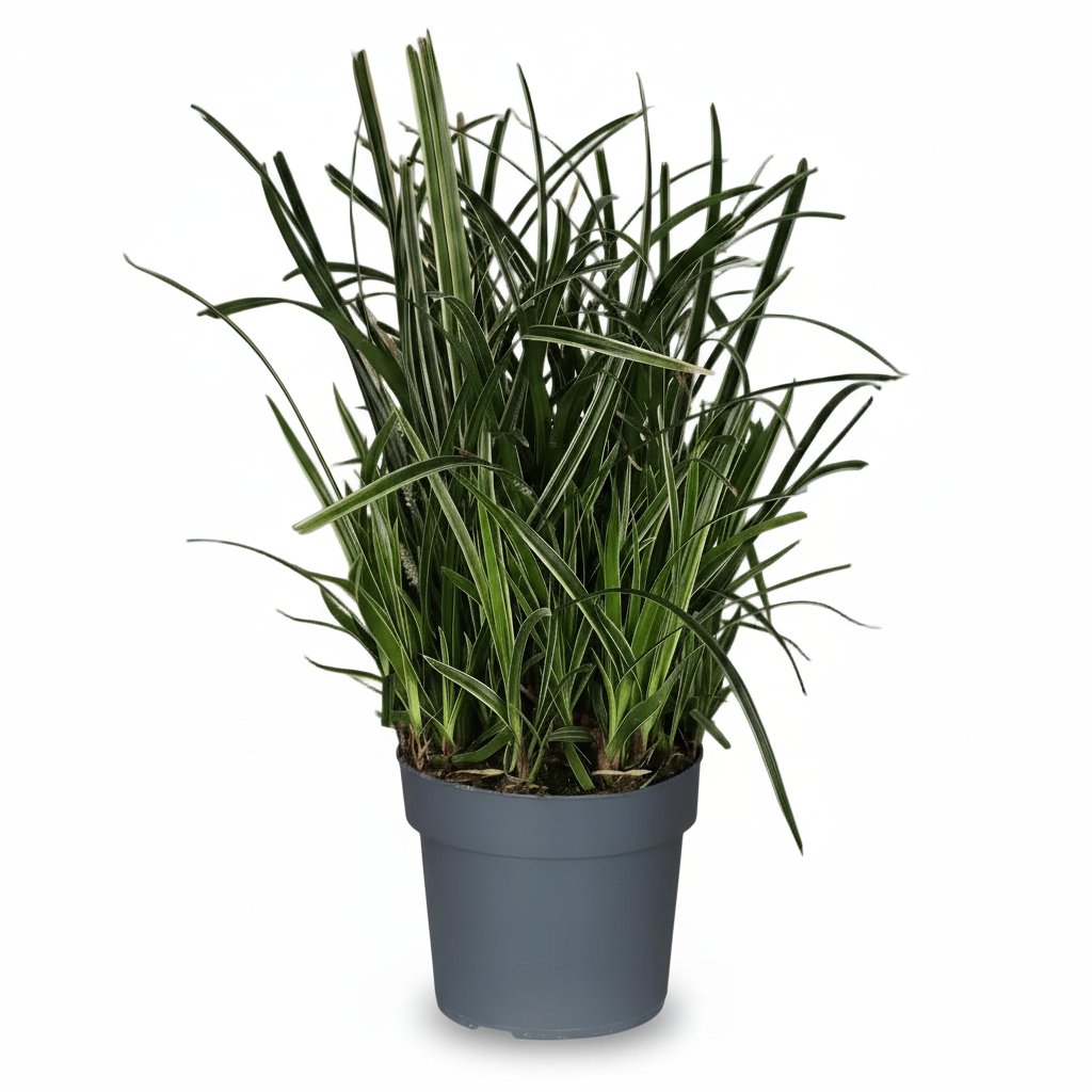 Carex morrowii ‘Ice Dance’ – Herba del Japó panellada - Verdeia - 1
