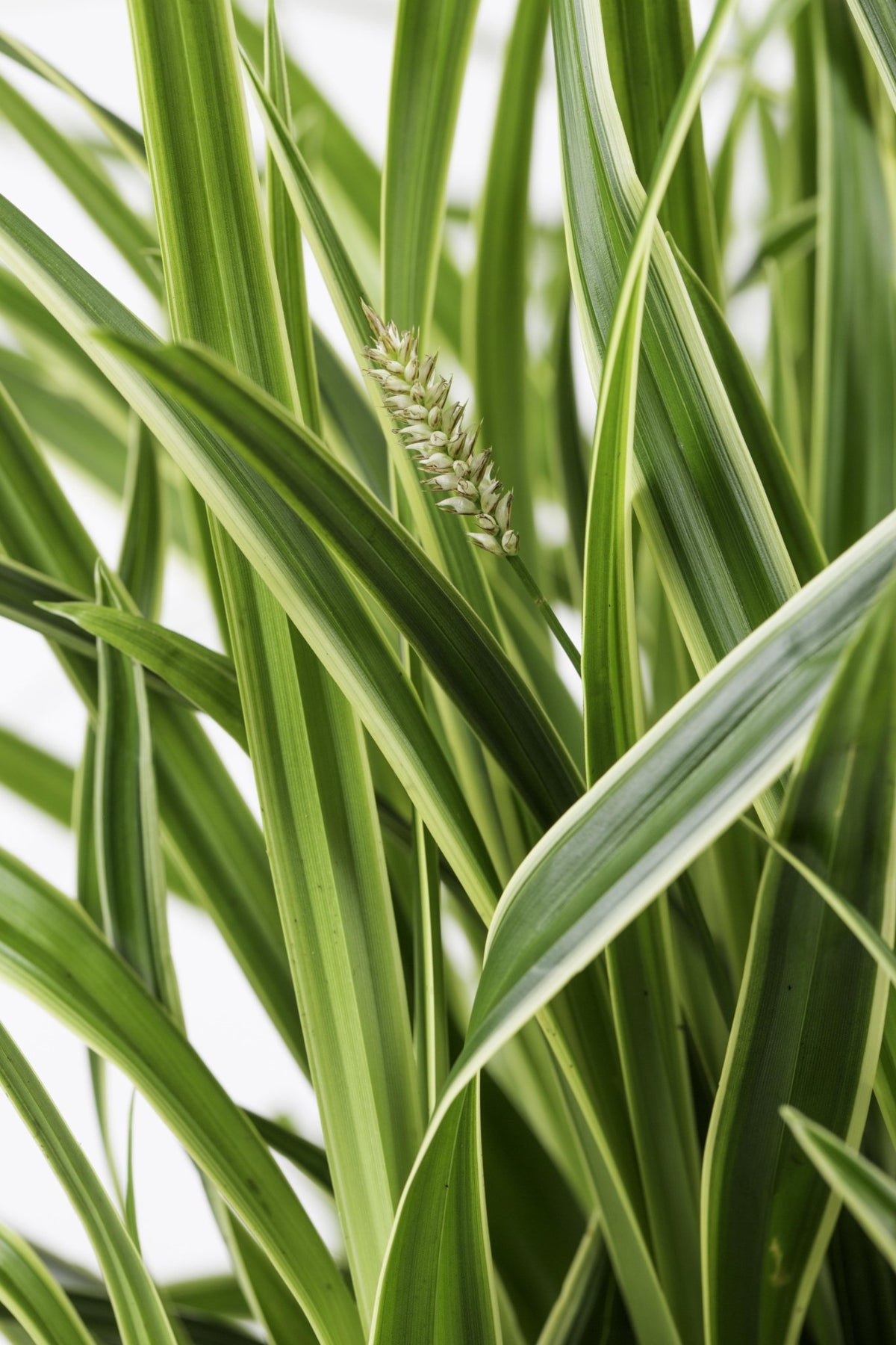 Carex morrowii ‘Ice Dance’ – Erva-do-Japão variegada - Verdeia - 2