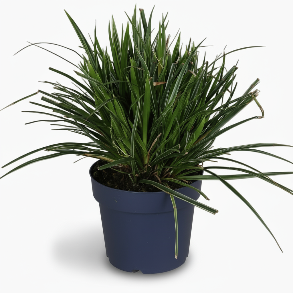 Carex morrowii ‘Ice Dance’ – Erva-do-Japão variegada - Verdeia - 7